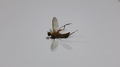 Ptecticus testaceus