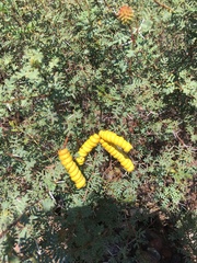 Prosopis strombulifera