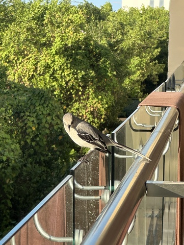 Tropical Mockingbird (Mimus gilvus), photo 3