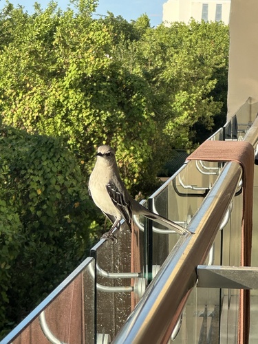 Tropical Mockingbird (Mimus gilvus), photo 4