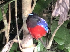 Erythropitta ussheri