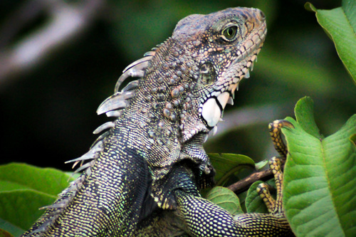 Green Iguana
