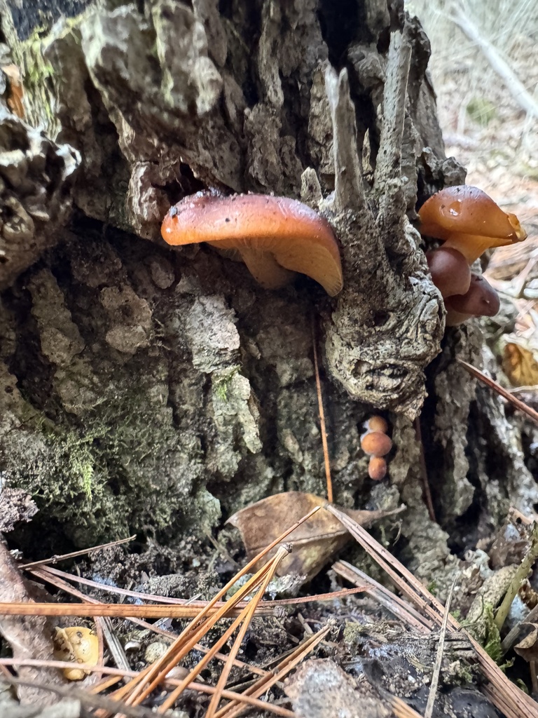 Flammulina velutipes · January 2026 · photo: © siphonophoreslinger (iNaturalist, cc-by)