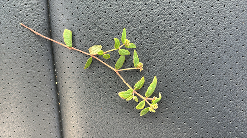 Euphorbia ophthalmica, 2026-01-16