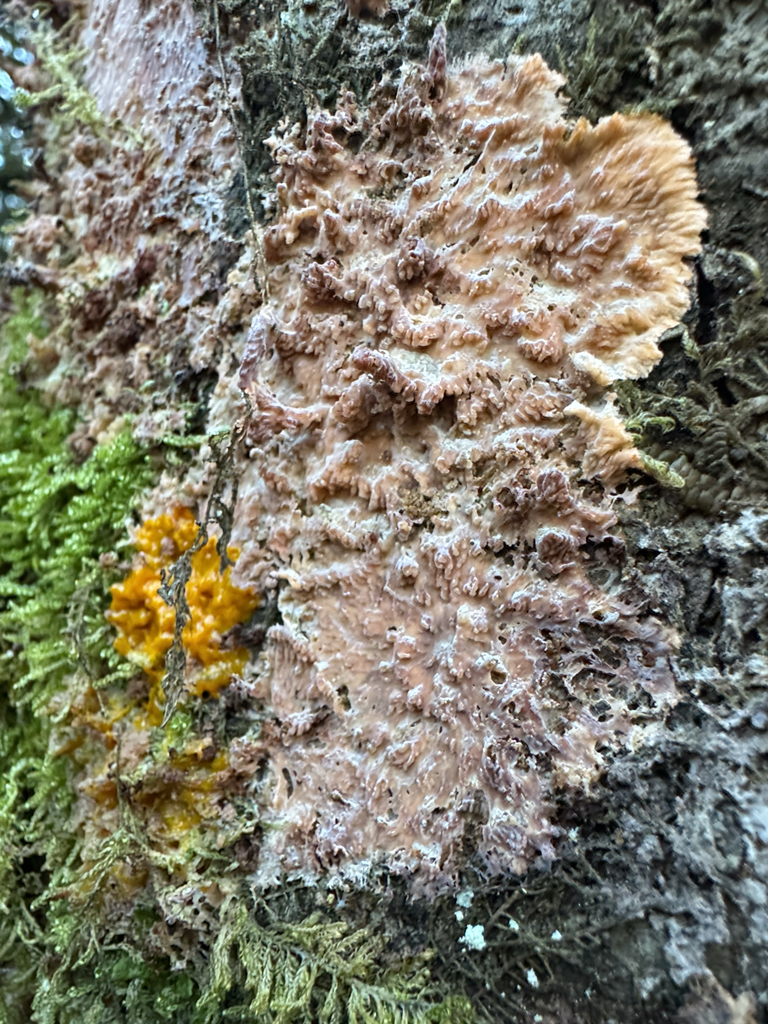 Phlebia radiata · January 2026 · photo: © rainhead (iNaturalist, cc-by)