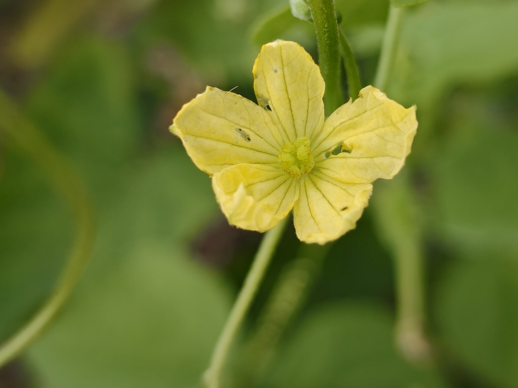 Luffa operculata; photograph author not stated, no rights reserved