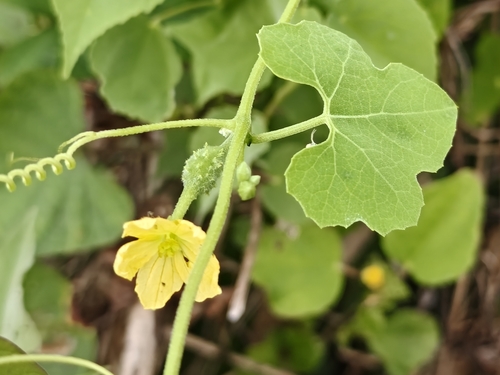 Luffa operculata, photograph 1