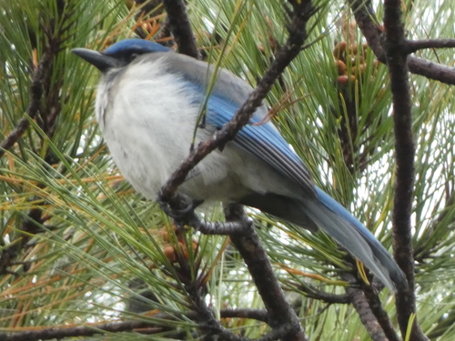 Woodhouse's Scrub Jay (Aphelocoma woodhouseii), photo 3