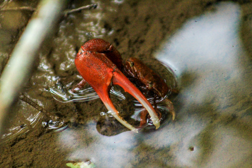 Pacific Hairback Fiddler Crab