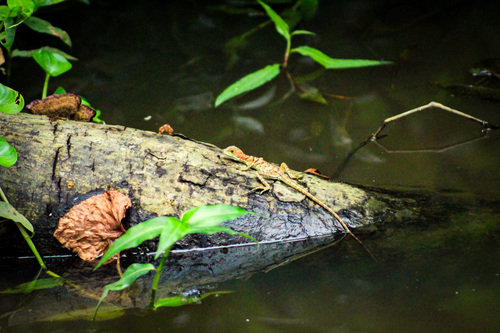 Western Basilisk