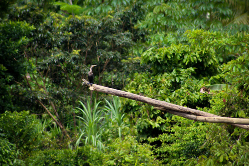 Neotropic Cormorant