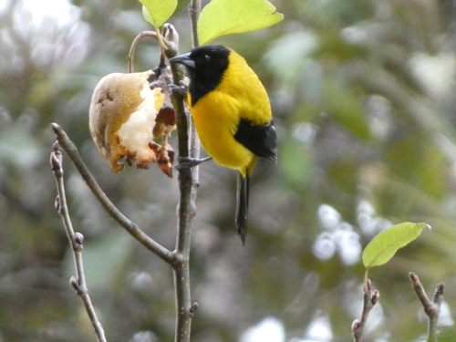 Audubon's Oriole (Icterus graduacauda), photo 4