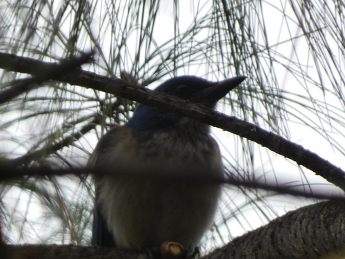 Woodhouse's Scrub Jay (Aphelocoma woodhouseii), photo 4