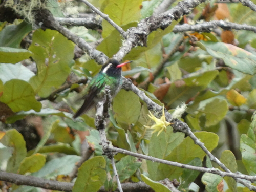 White-eared Hummingbird (Basilinna leucotis)
