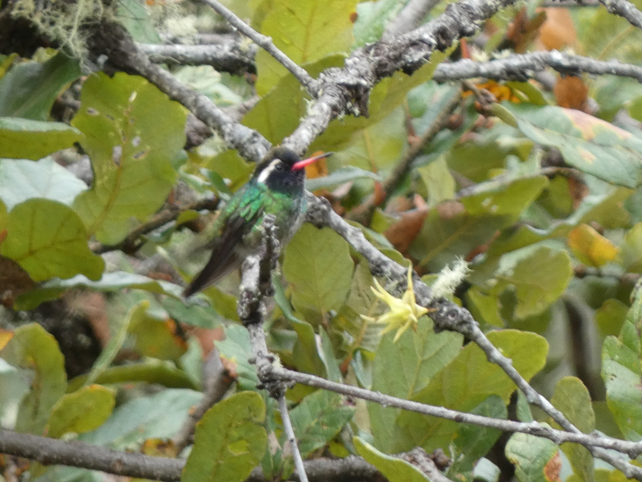 White-eared Hummingbird (Basilinna leucotis), photo 1