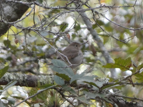 Russet Nightingale-Thrush (Catharus occidentalis), photo 5