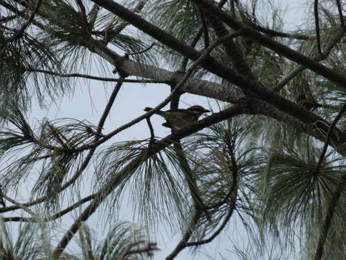 Chestnut-sided Shrike-Vireo (Vireolanius melitophrys)