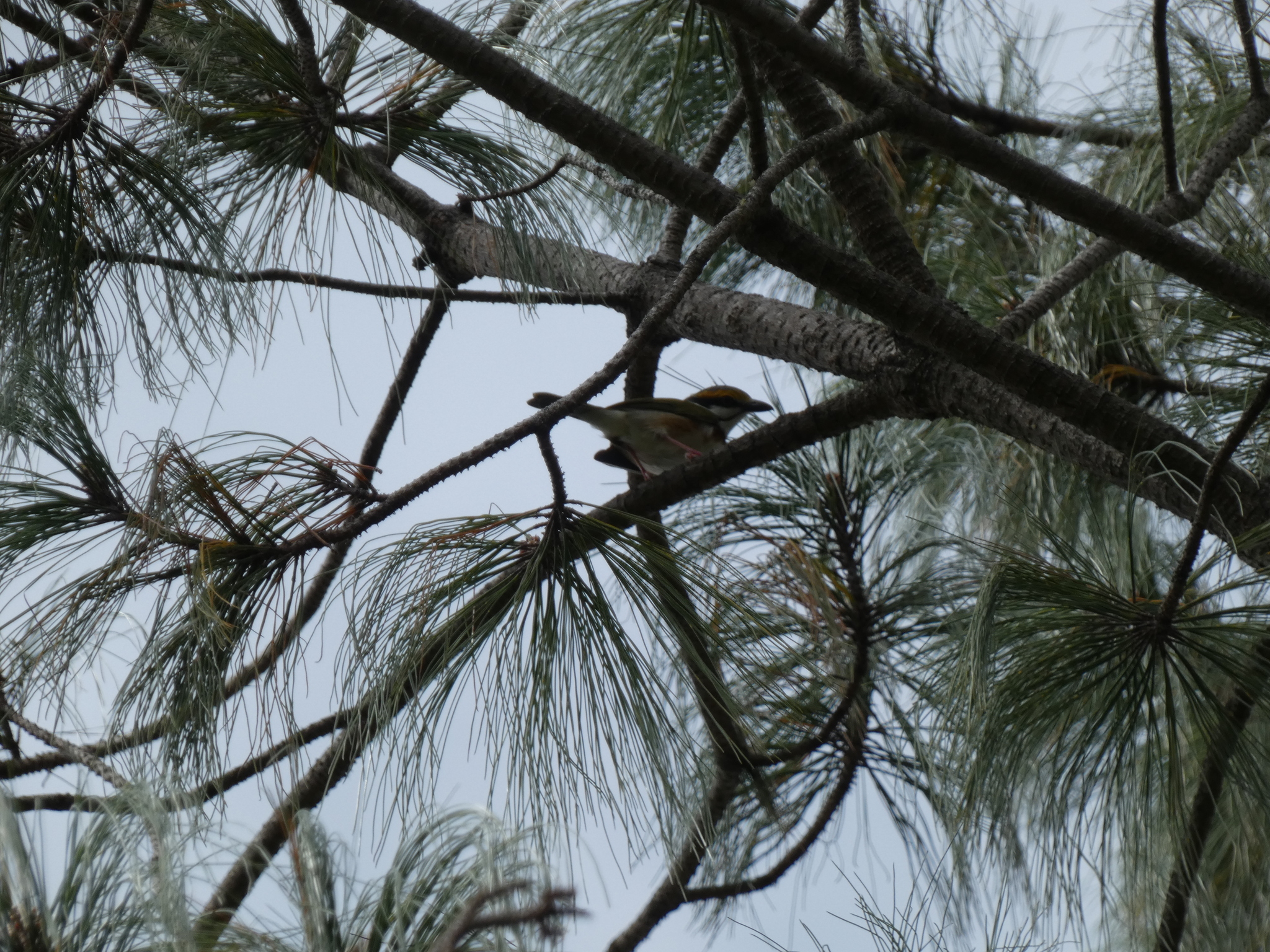 Chestnut-sided Shrike-Vireo (Vireolanius melitophrys), photo 1