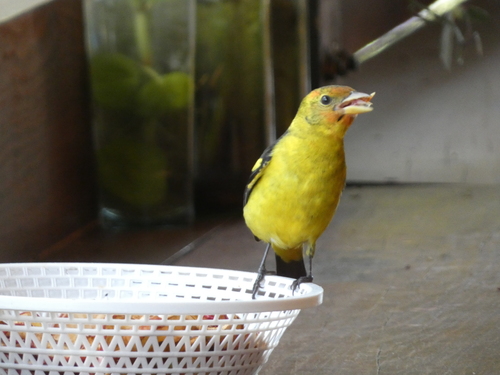 Western Tanager (Piranga ludoviciana)