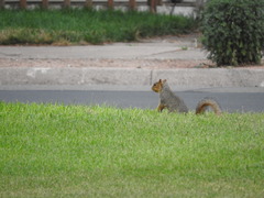 Sciurus niger rufiventer