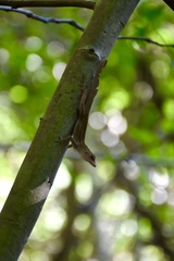 Anolis homolechis