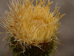 Cirsium subcoriaceum