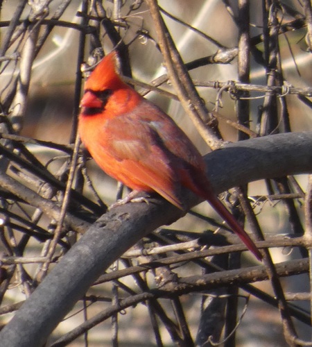Northern Cardinal