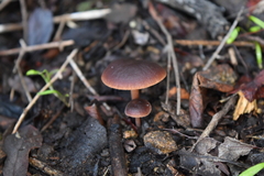 Gymnopus fuscopurpureus