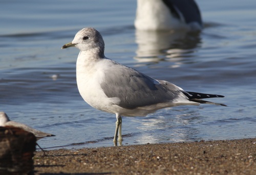 Short-billed Gull (Larus brachyrhynchus), photo 5