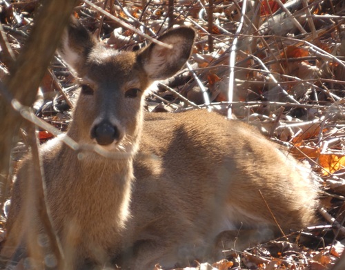 White-tailed Deer