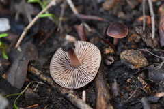 Gymnopus fuscopurpureus