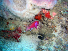 Pseudanthias pleurotaenia