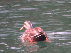 Anas platyrhynchos × zonorhyncha