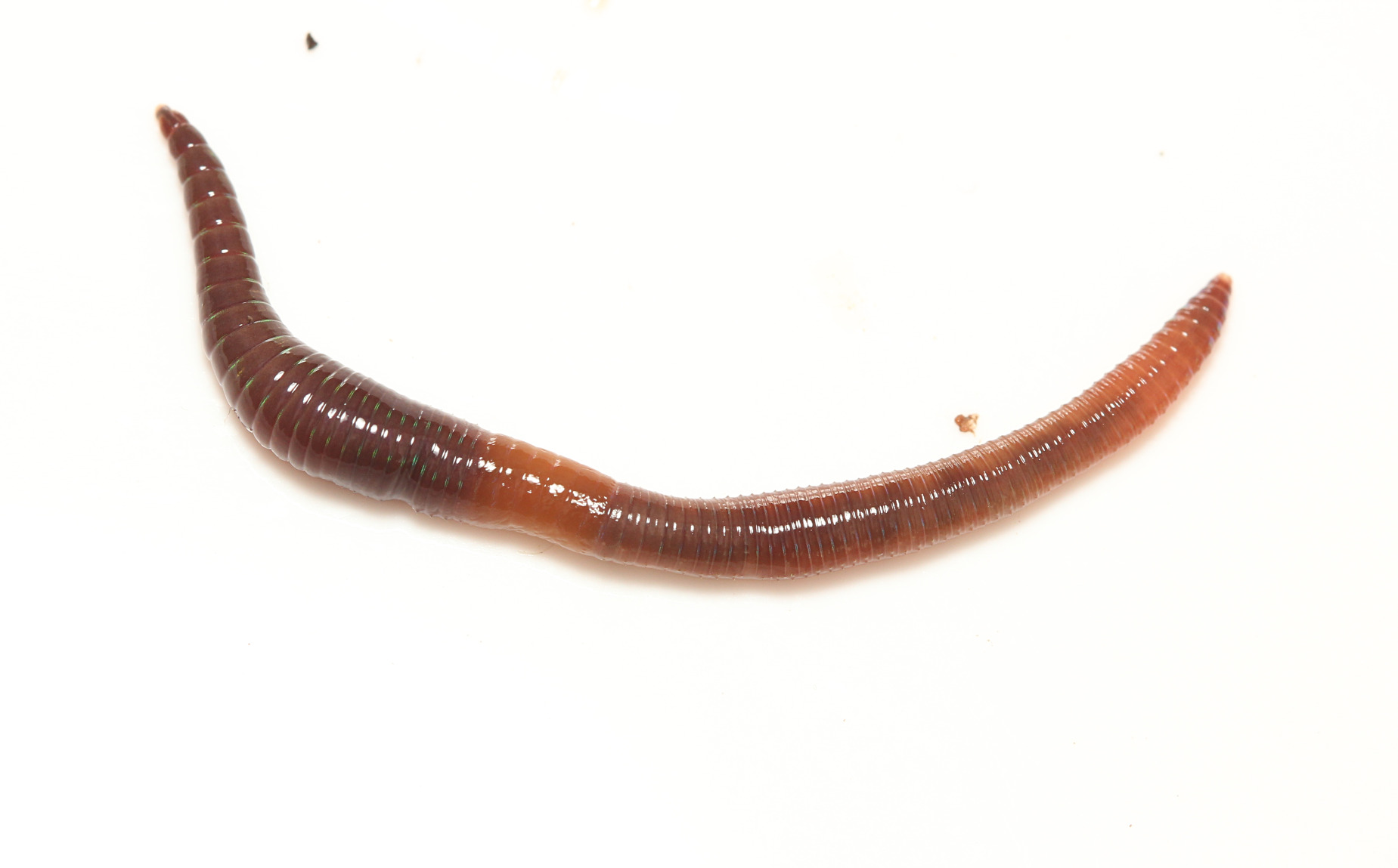 Lumbricus castaneus (Savigny, 1826)