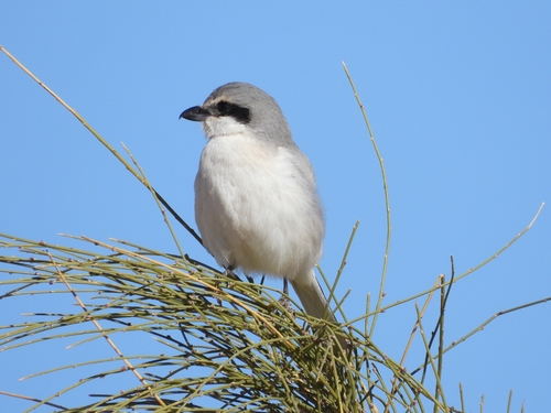 Great Gray Shrike