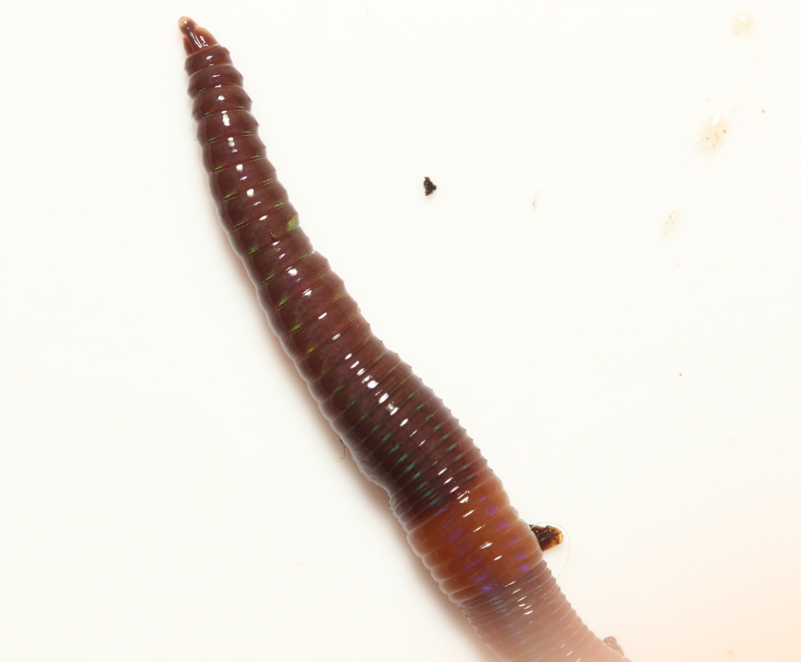 Lumbricus castaneus (Savigny, 1826)
