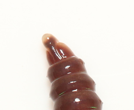 Lumbricus castaneus (Savigny, 1826)