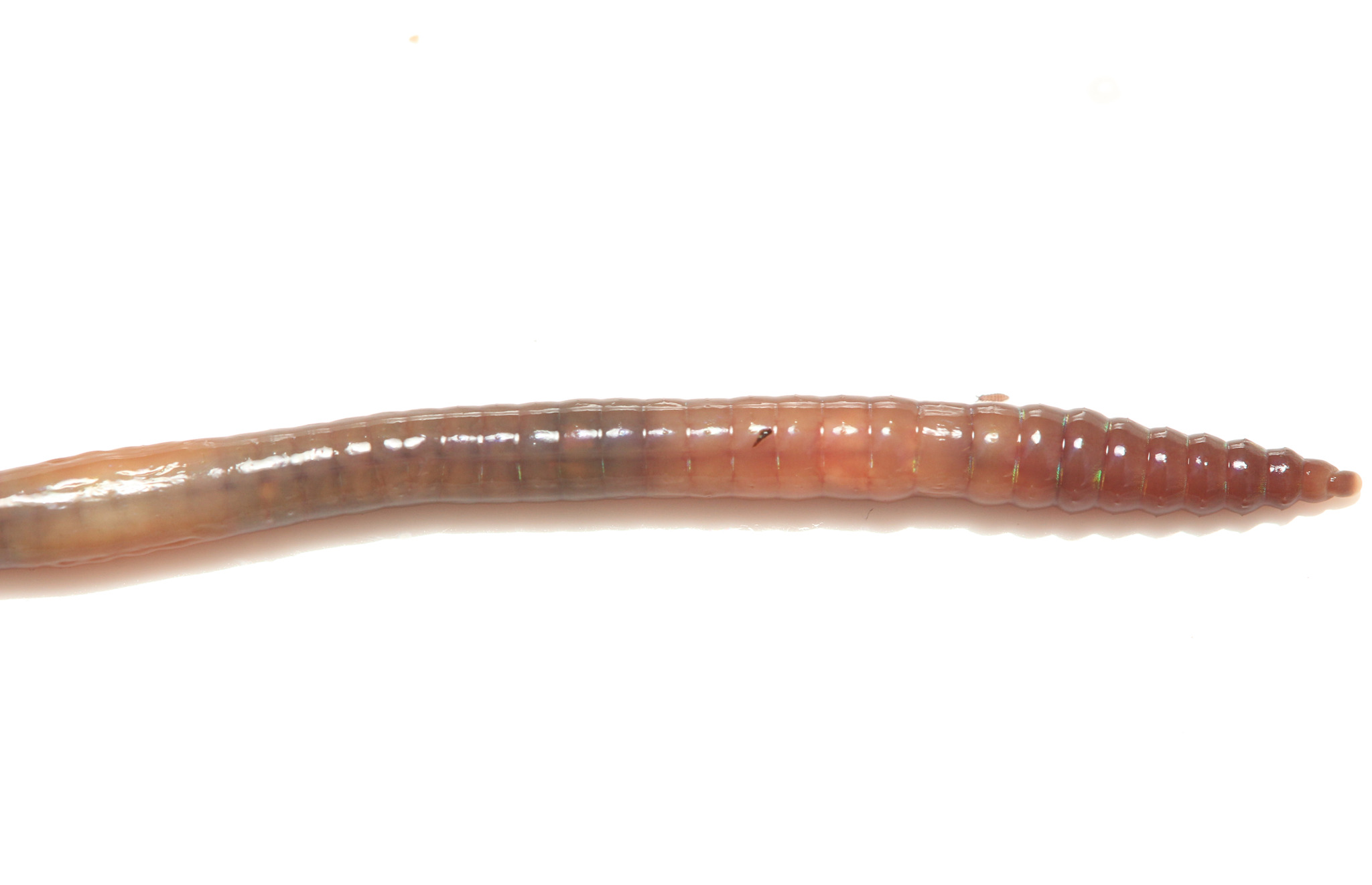 Lumbricus castaneus (Savigny, 1826)