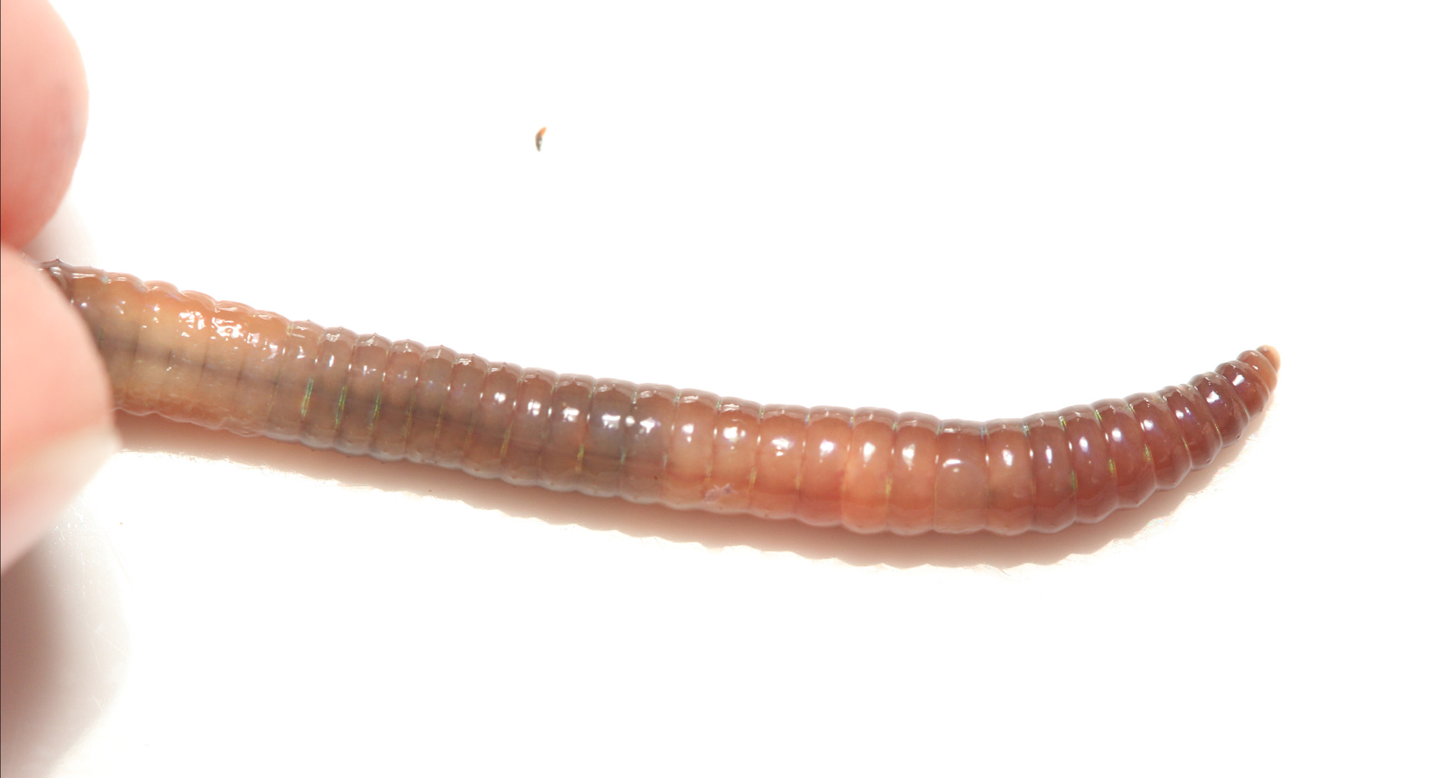 Lumbricus castaneus (Savigny, 1826)