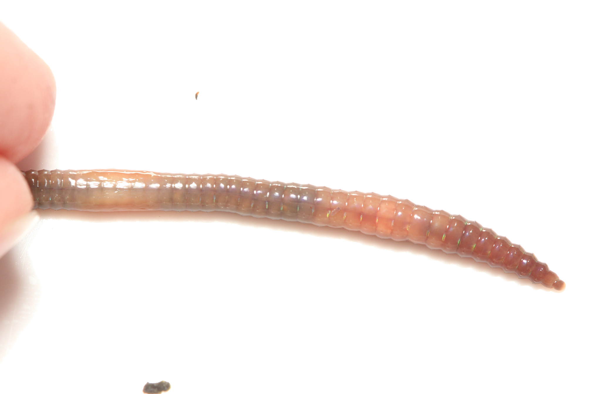 Lumbricus castaneus (Savigny, 1826)