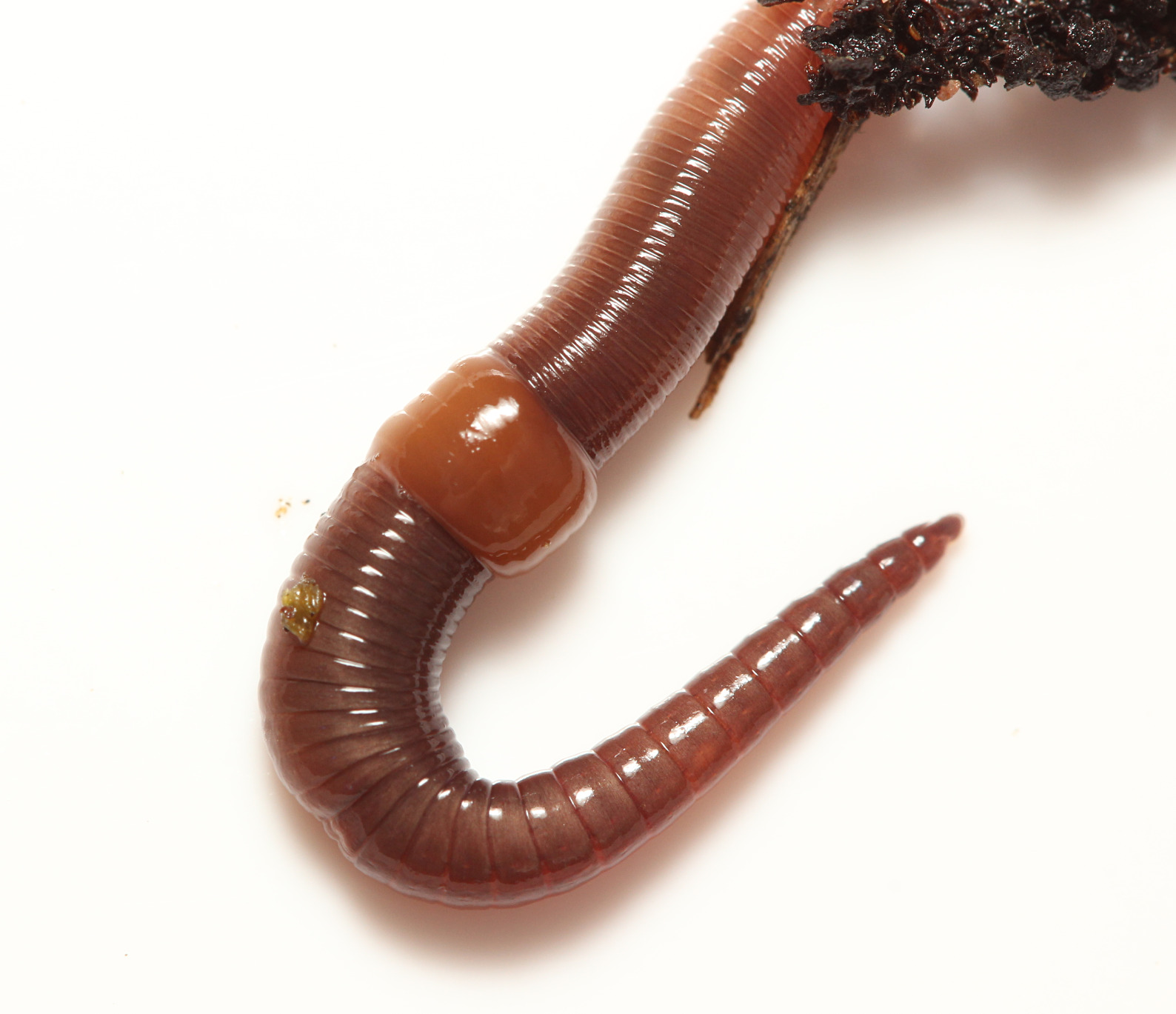 Dendrobaena octaedra (Savigny, 1826)