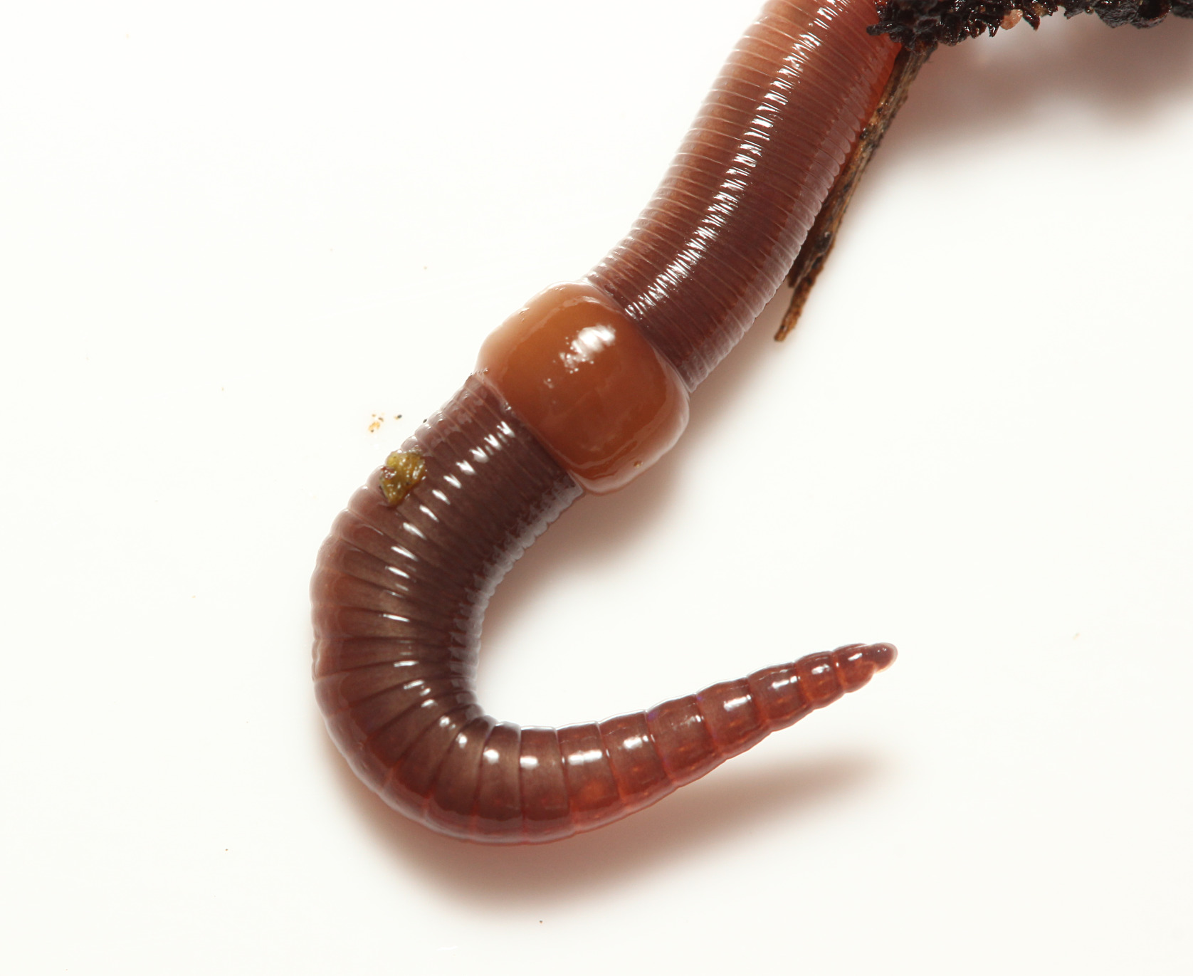 Dendrobaena octaedra (Savigny, 1826)
