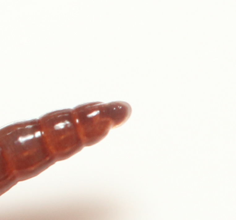 Dendrobaena octaedra (Savigny, 1826)