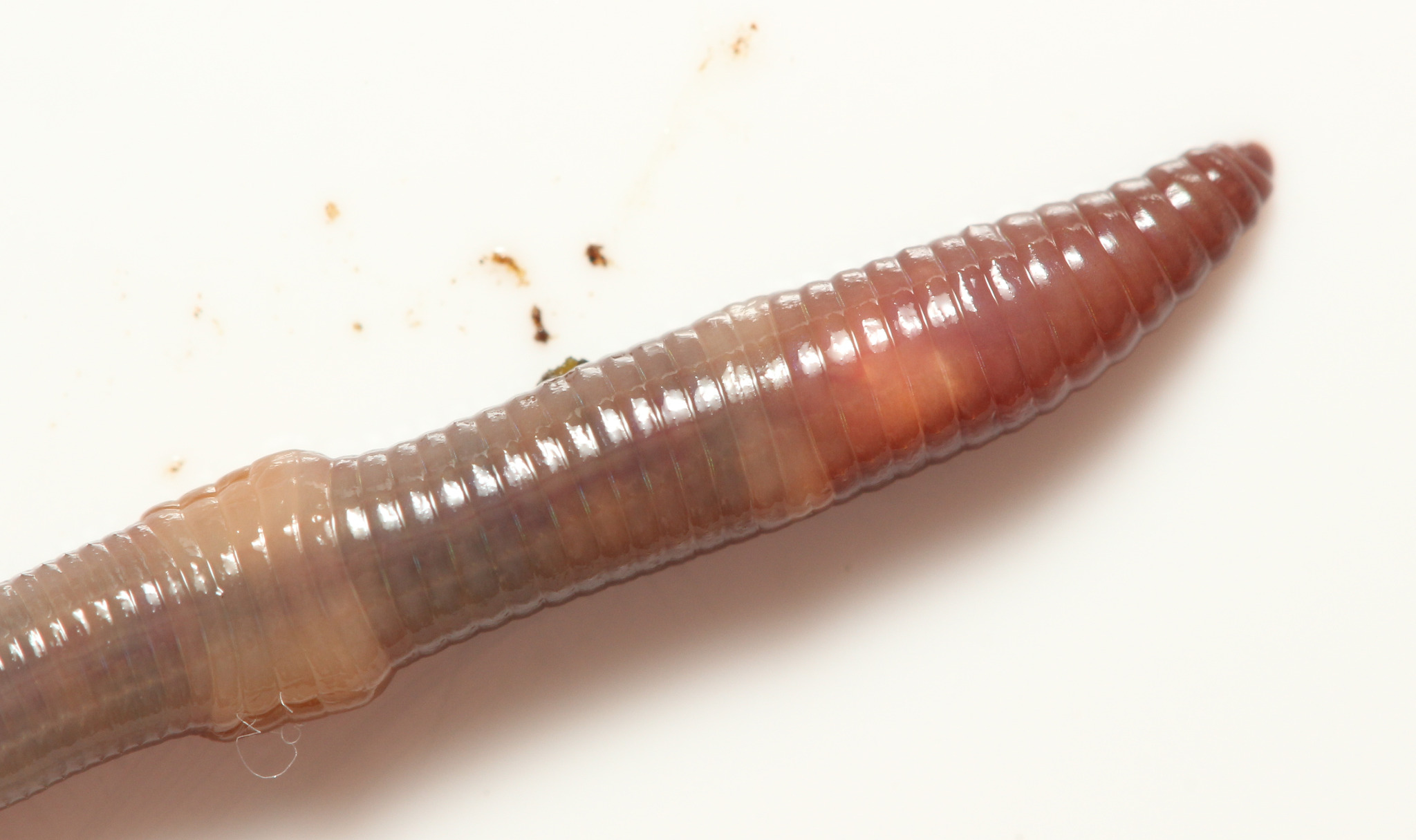 Dendrobaena octaedra (Savigny, 1826)