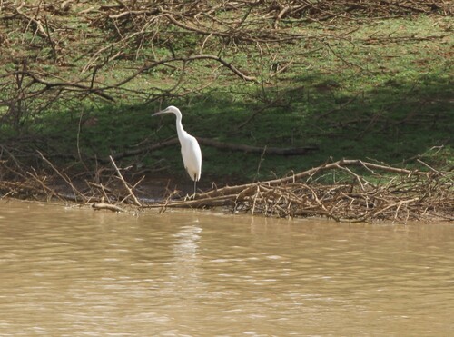 Great Egret