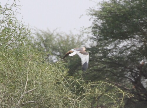 Western Marsh Harrier