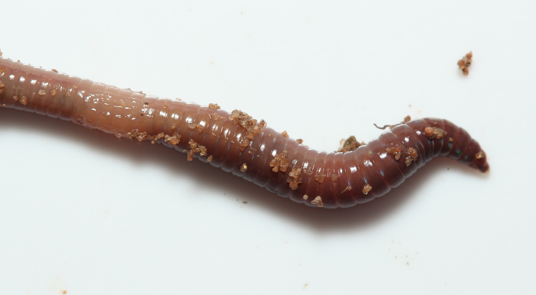 Lumbricus castaneus (Savigny, 1826)