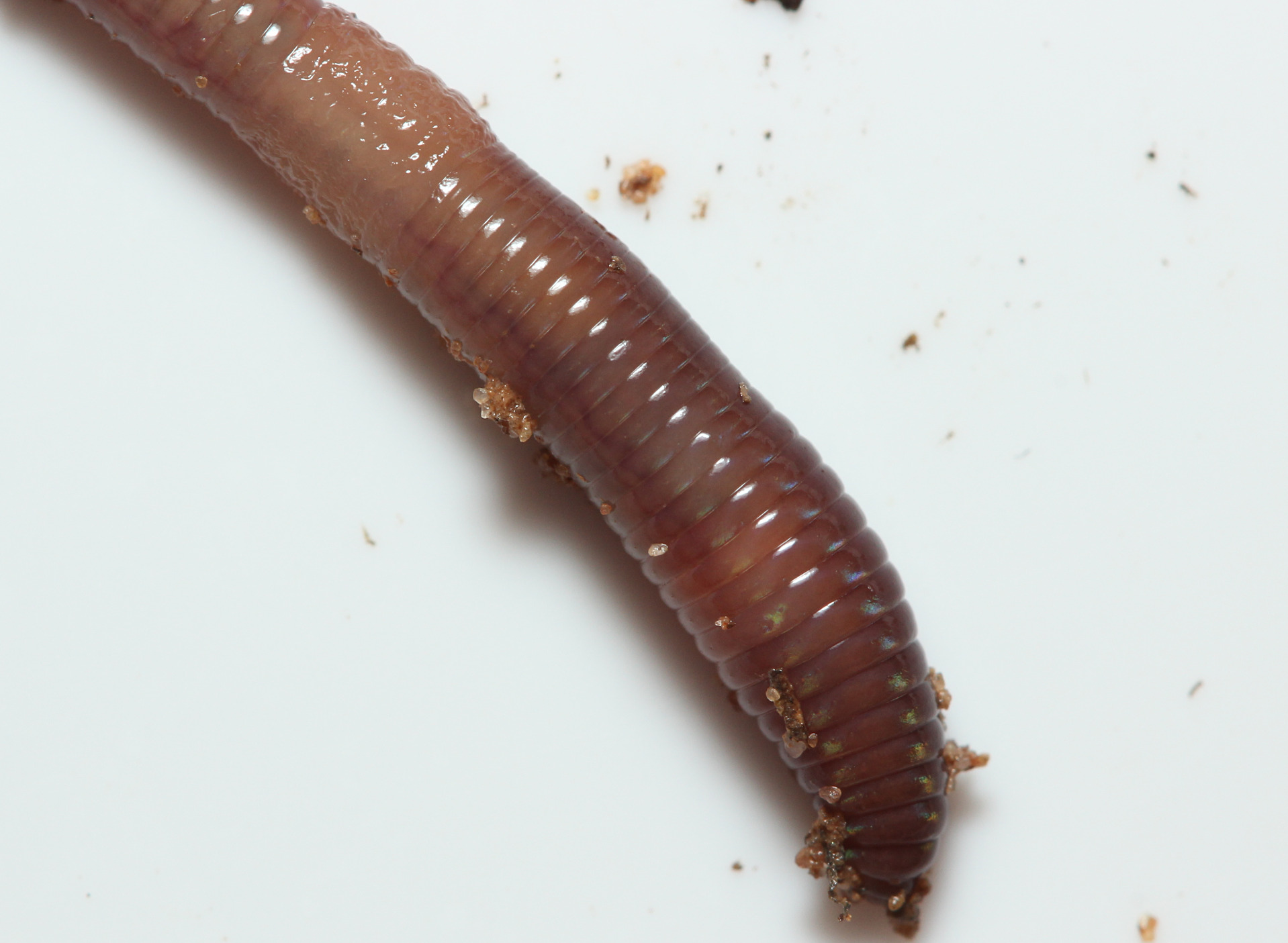 Lumbricus castaneus (Savigny, 1826)