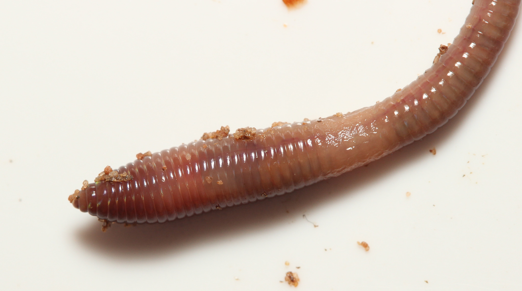 Lumbricus castaneus (Savigny, 1826)