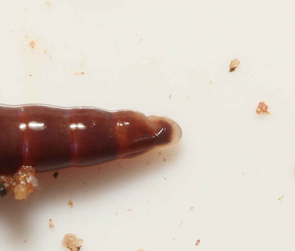 Lumbricus castaneus (Savigny, 1826)